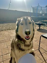 Lost Male Dog last seen Peoria az, Peoria, AZ 85345