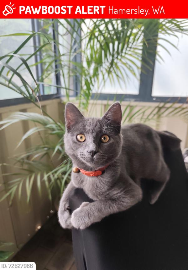 Lost Female Cat last seen Beach road , Hamersley, WA 6022