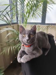 Lost Female Cat last seen Beach road , Hamersley, WA 6022