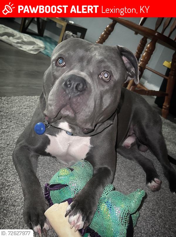 Lost Male Dog last seen Pinehurst and edgeworth , Lexington, KY 40505