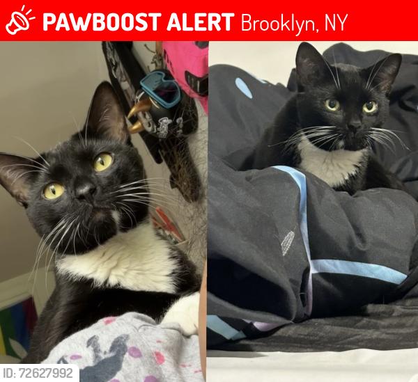 Lost Male Cat last seen Stuyvesant , Brooklyn, NY 11221