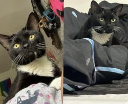 Lost Male Cat last seen Stuyvesant , Brooklyn, NY 11221