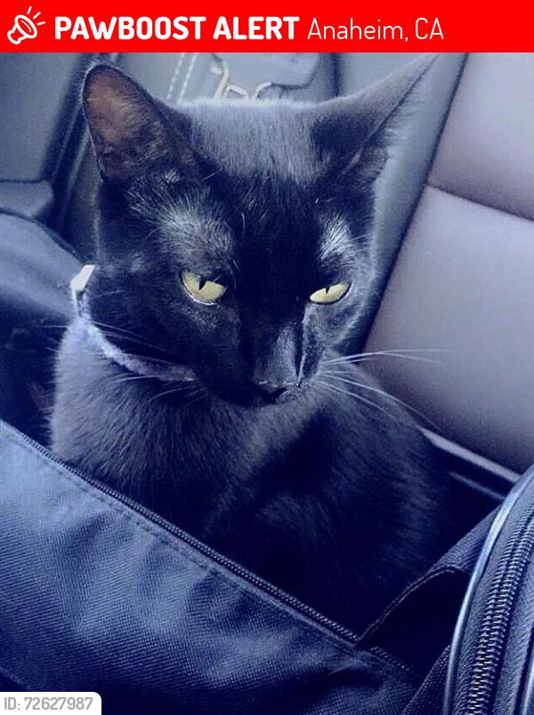 Lost Female Cat last seen Katella & state college (Jefferson platinum triangle), Anaheim, CA 92806