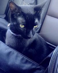Lost Female Cat last seen Katella & state college (Jefferson platinum triangle), Anaheim, CA 92806