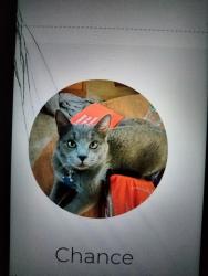 Lost Male Cat last seen Virginia Beach Boulevard, Virginia Beach, VA 23454