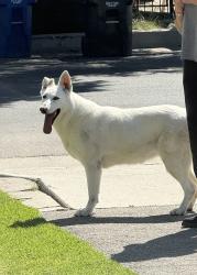 Found/Stray Female Dog last seen Shadow Hills. Stonehurst Ave and Art St, Los Angeles, CA 91352