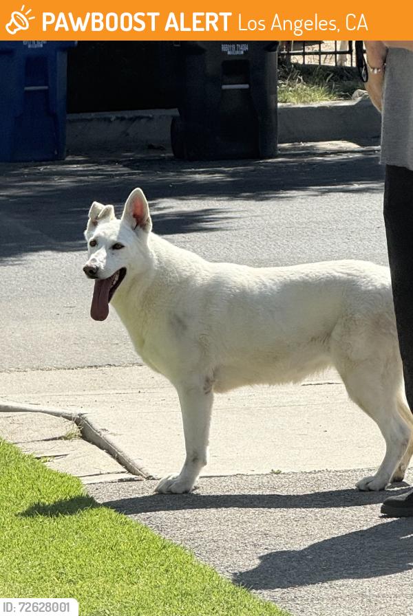 Found/Stray Female Dog last seen Shadow Hills. Stonehurst Ave and Art St, Los Angeles, CA 91352