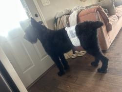 Found/Stray Male Dog last seen Goldsmith Shiftman Elementary School, Gurley, AL 35748