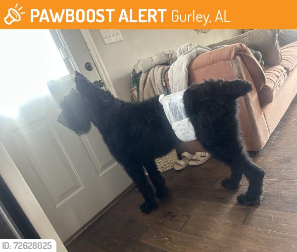 Found/Stray Male Dog last seen Goldsmith Shiftman Elementary School, Gurley, AL 35748