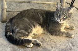Found/Stray Female Cat last seen 21st Street and N Temple Avenue, Long Beach, CA 90755