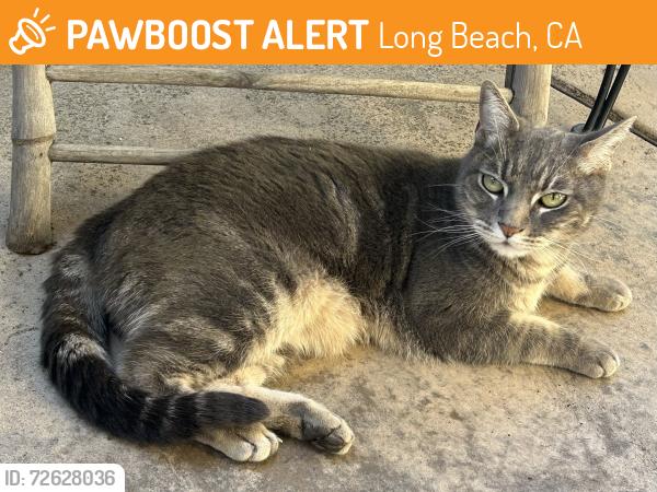 Found/Stray Female Cat last seen 21st Street and N Temple Avenue, Long Beach, CA 90755