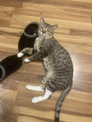 Lost Male Cat last seen Old Nashville hwy, Smyrna, TN 37167