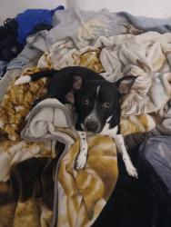 Lost Male Dog last seen Near northpointe Parkway, Jackson, MS 39211