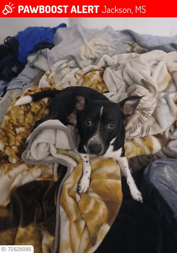 Lost Male Dog last seen Near northpointe Parkway, Jackson, MS 39211