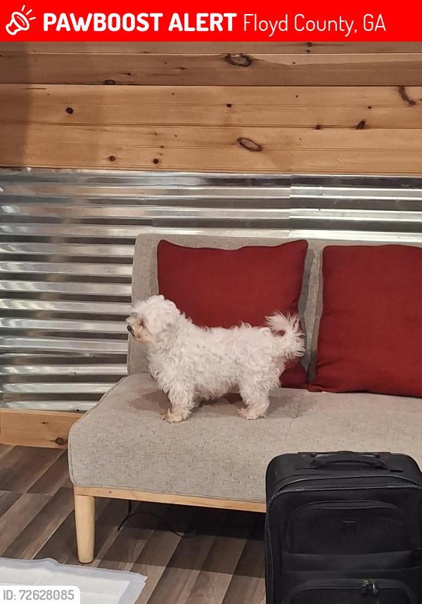 Lost Female Dog last seen Model High School, Floyd County, GA 30161