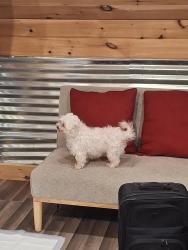 Lost Female Dog last seen Model High School, Floyd County, GA 30161