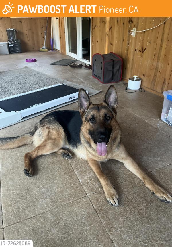 Found/Stray Male Dog last seen N Meadow and Sugar Pine, Mace Meadows Neighborhood in Pioneer, Pioneer, CA 95666