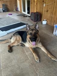 Found/Stray Male Dog last seen N Meadow and Sugar Pine, Mace Meadows Neighborhood in Pioneer, Pioneer, CA 95666