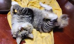 Lost Male Cat last seen Edison ave, Sacramento, CA 95821
