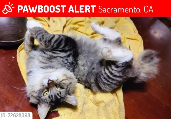 Lost Male Cat last seen Edison ave, Sacramento, CA 95821