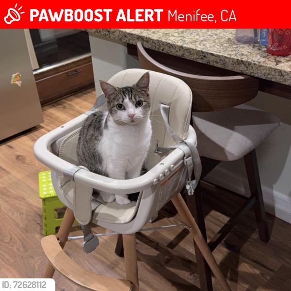Lost Female Cat last seen Sage water / Ripple Brook, Menifee, CA 92585