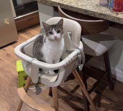 Lost Female Cat last seen Sage water / Ripple Brook, Menifee, CA 92585