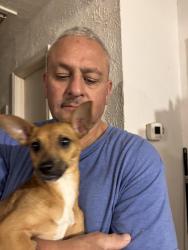Found/Stray Female Dog last seen Seeton Rd and Spring Creek Cir, Grand Prairie, TX 75054