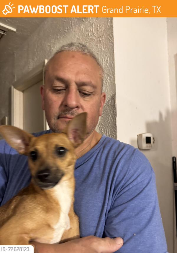 Found/Stray Female Dog last seen Seeton Rd and Spring Creek Cir, Grand Prairie, TX 75054