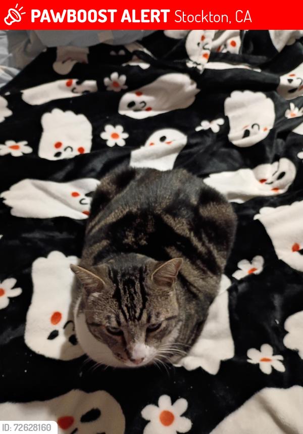 Lost Male Cat last seen West side, Stockton, CA 95204