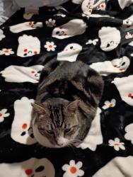 Lost Male Cat last seen West side, Stockton, CA 95204