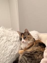 Lost Female Cat last seen Terrace Hill , El Cajon, CA 92021