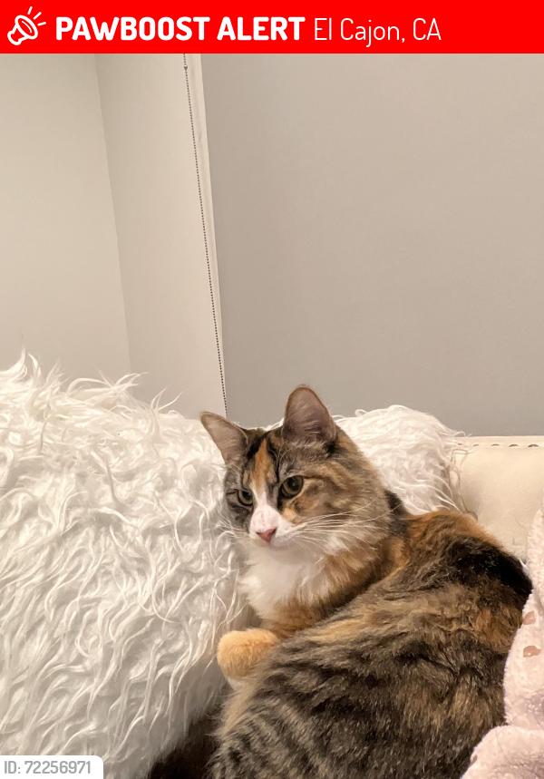 Lost Female Cat last seen Terrace Hill , El Cajon, CA 92021