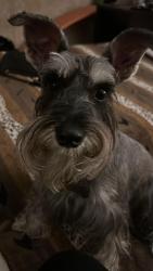 Lost Female Dog last seen Between golden w ave and Jurupa Rd, Riverside, CA 92509