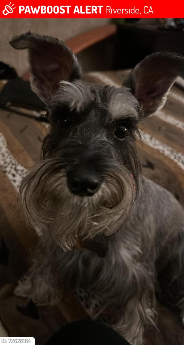 Lost Female Dog last seen Between golden w ave and Jurupa Rd, Riverside, CA 92509