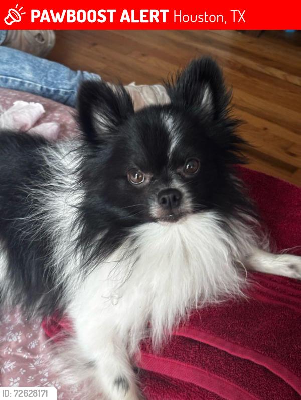 Lost Male Dog last seen Hopper rd, Aldine Westfield rd, , Houston, TX 77093