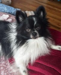 Lost Male Dog last seen Hopper rd, Aldine Westfield rd, , Houston, TX 77093
