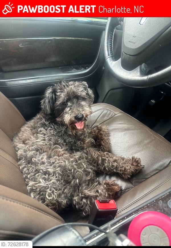 Lost Female Dog last seen Siegel ave, Charlotte, NC 28204