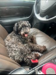 Lost Female Dog last seen Siegel ave, Charlotte, NC 28204