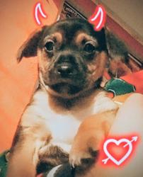 Lost Male Dog last seen Dollar Tree store, Merced, CA 95341