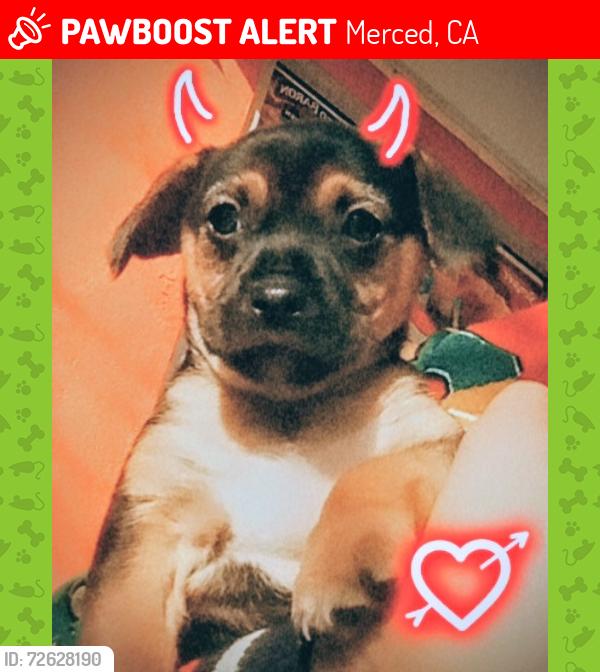 Lost Male Dog last seen Dollar Tree store, Merced, CA 95341