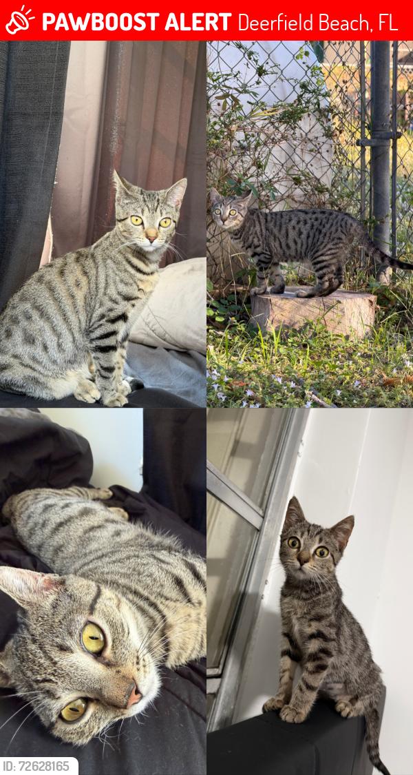 Lost Female Cat last seen Near NW Fourth Pl, Deerfield Beach, FL 33441