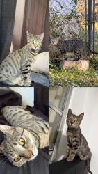 Lost Female Cat last seen Near NW Fourth Pl, Deerfield Beach, FL 33441