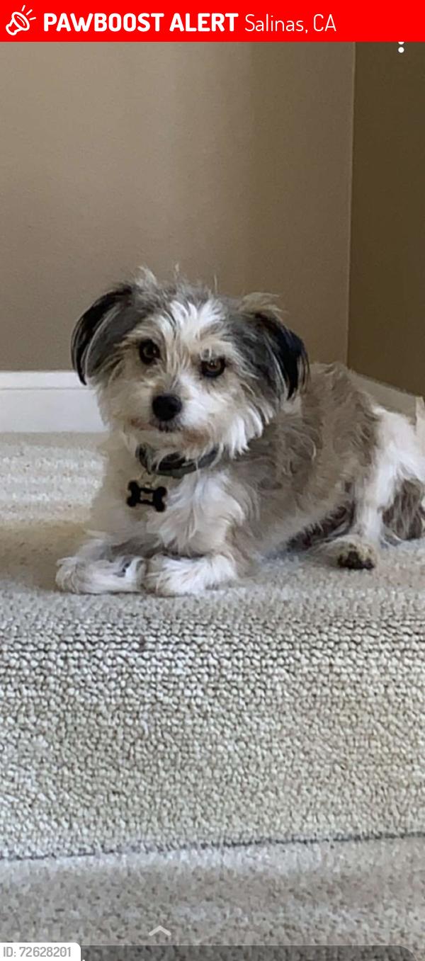 Lost Male Dog last seen Near Massachusetts Drive, Salinas CA 93905, Salinas, CA 93905