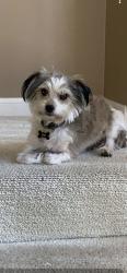 Lost Male Dog last seen Near Massachusetts Drive, Salinas CA 93905 , Salinas, CA 93905