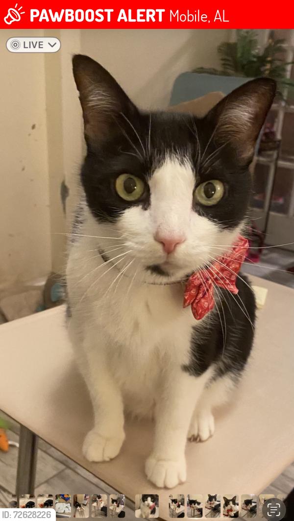 Lost Male Cat last seen Wildwood/ vista Bonita , Mobile, AL 36609