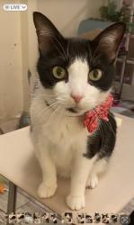 Lost Male Cat last seen Wildwood/ vista Bonita , Mobile, AL 36609