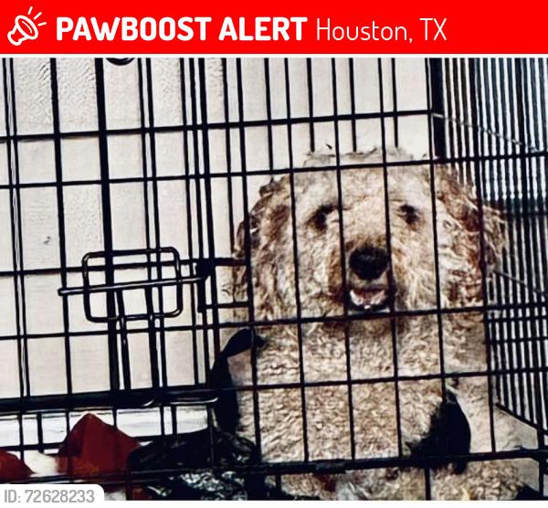 Lost Male Dog last seen Long point and Crownover, Houston, TX 77080