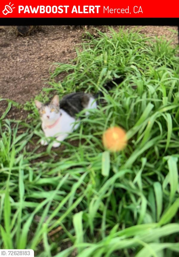 Lost Female Cat last seen  Alder Ave between Brookdale Dr & Teak Ave, Merced, CA 95340