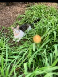 Lost Female Cat last seen  Alder Ave between Brookdale Dr & Teak Ave, Merced, CA 95340