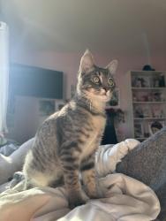 Lost Female Cat last seen 61st Ave E , Fife, WA 98424
